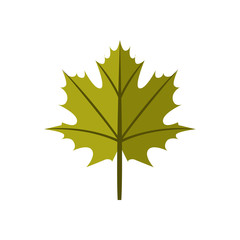 Simple Maple Green Autumn Leaf Illustration Symbol Graphic Design