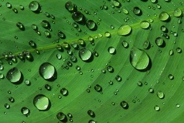 water drops on leaf green.