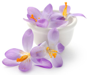 Fototapeta na wymiar Saffron crocus flower
