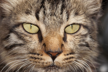 Close up of domestic cat, Felis catus or Felis silvestris catus, Maharashtra