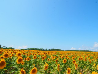 北海道のひまわり畑と青空