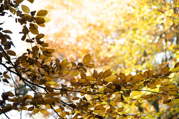 Buchenzweig in Herbstfärbung vor hellgelbem  Hintergrund 