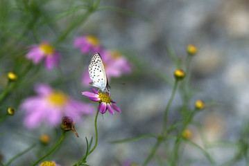 庭の花に止まる蝶