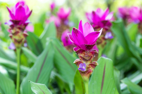 Siam tulip or summer tulip (Curcuma alismatifolia) in the garden