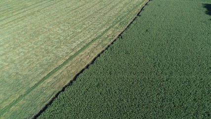  Border of the cornfield, top view