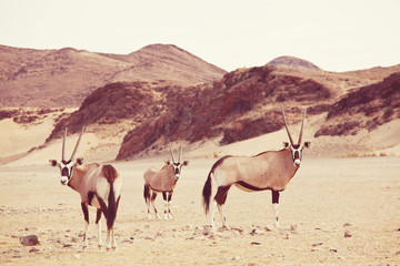 Oryx
