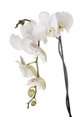Obraz na płótnie Canvas moth orchids in studio