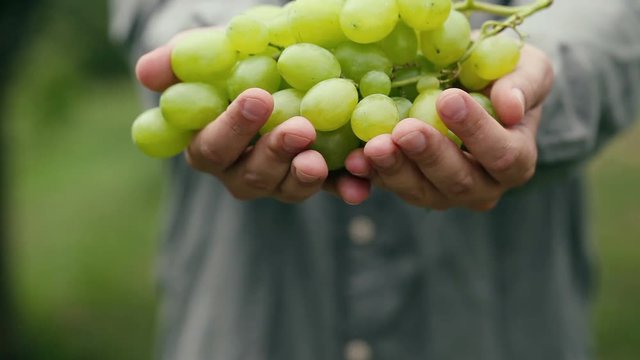 Hand shows a heap of  grapes freshly harvested 