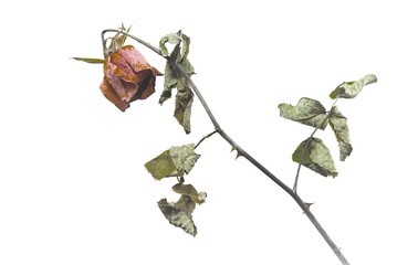 Top view of dried red rose and leaf on white background, Single