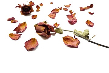 Top view of dried red rose and leaf on white background