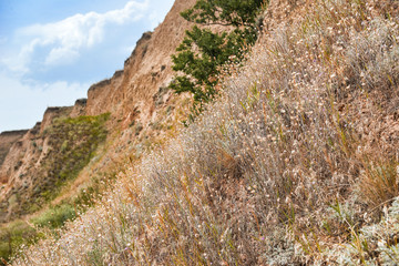 wildflowers on high coast by the sea, beautiful landscape, grass and trees, summer travel concept