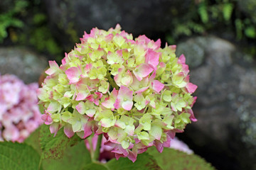 ６月に咲く紫陽花の花
