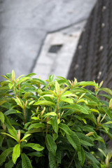 雨に濡れるトチノキ
