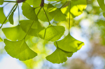 Green leaves of Gingko Biloba