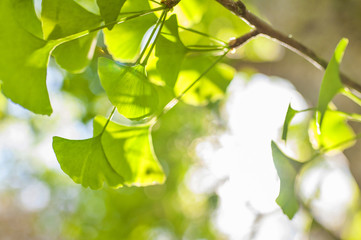 Green leaves of Gingko Biloba