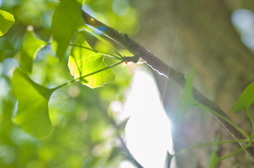 Green leaves of Gingko Biloba