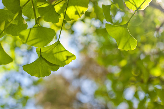 Green leaves of Gingko Biloba