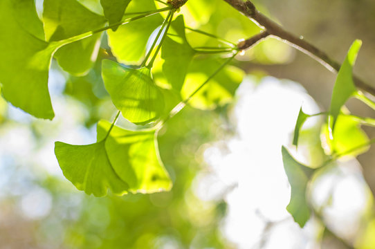 Green leaves of Gingko Biloba