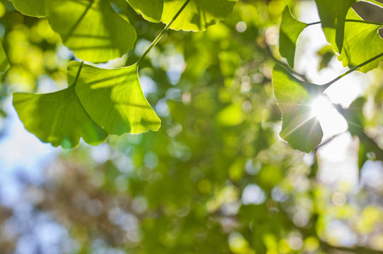 Green leaves of Gingko Biloba