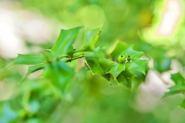 Ilex aquifolium closeup