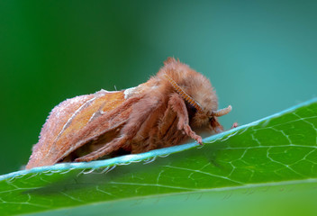 Makro eines Ampfer Wurzelbohrers aus der Gattung der Nachtfalter