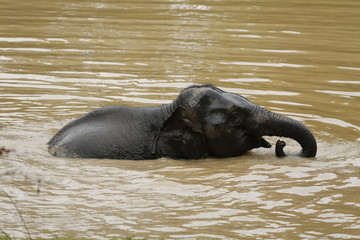 Fototapeta premium Thailand Elephants Roaming Free in Phitsanulok, Thailand.
