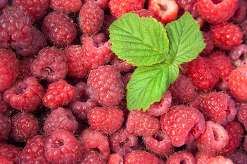 Green leaf of raspberry