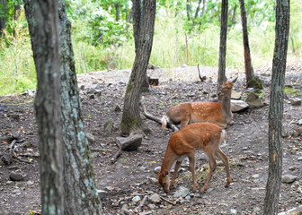 олени в сафари парке