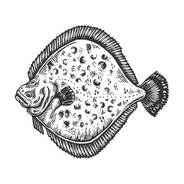 recommend clip art: European plaice fish animal engraving vector