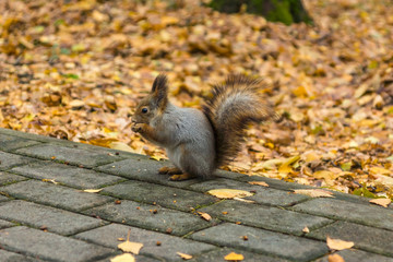 Little squirrel on an autumn path with yellow leaves in a park close-up