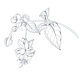 graphic drawing of flowers and branches of fuchsia