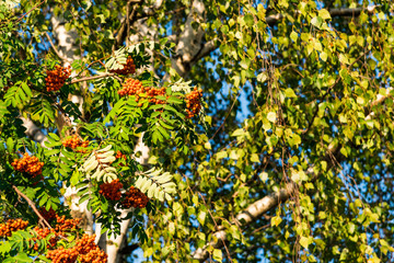 Fototapeta premium Beautiful branch with ripe rowan berries in front of birch twigs