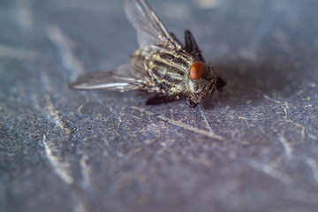 The fly lies on its side, close-up, macro.