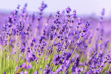 Lavender Field in the summer