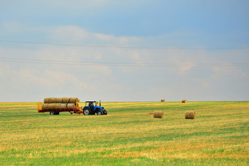 The tractor collects the hay in sheaves and takes it off the field after the mowing of the grain. Agroindustrial industry.