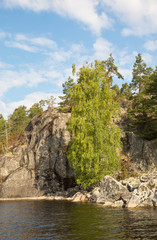 Fototapeta na wymiar Birch on the rocky shore of the lake