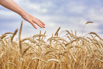 hand touching golden wheat