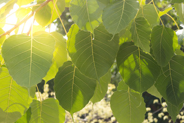 Beautiful of Bo leaves on the branch of tree