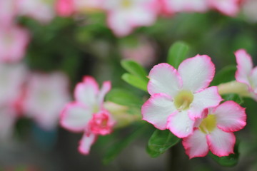 Obraz premium Pink Adenium,Desert Rose./Ornamental plant is a popular home. Do not water much.