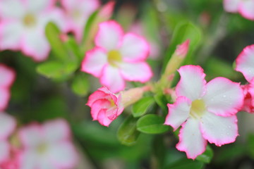 Pink Adenium,Desert Rose./Ornamental plant is a popular home. Do not water much.