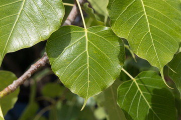 Beautiful of Bo leaves on the branch of tree