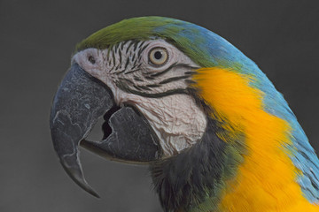 Close up of a beautiful colored parrot