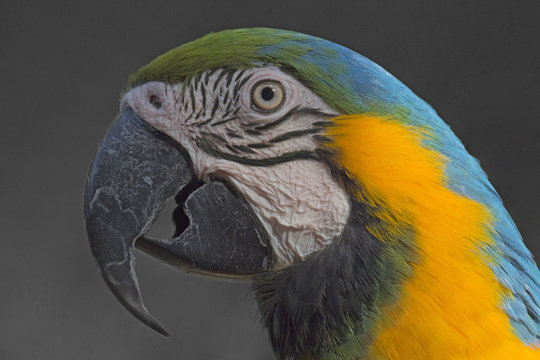 Close up of a beautiful colored parrot