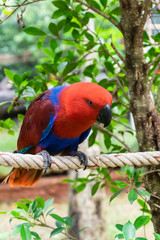 Color of Eclectus Parrot.