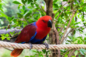Color of Eclectus Parrot.