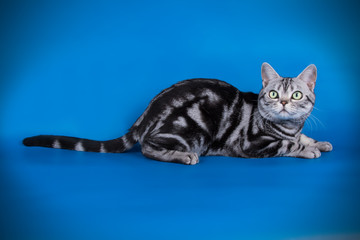 studio photography of an American shorthair cat on colored backgrounds