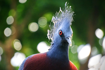 Duif pigeon