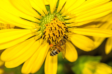 bee on compass flower