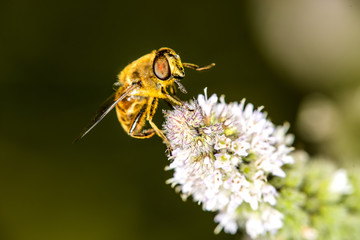 hover-fly on a flower of a peppermint
