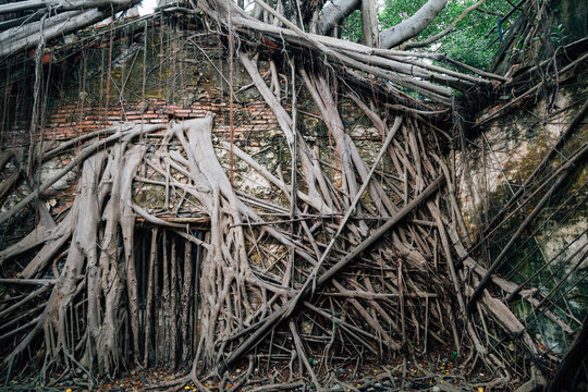 Anping Tree House, historical architecture in Tainan, Taiwan